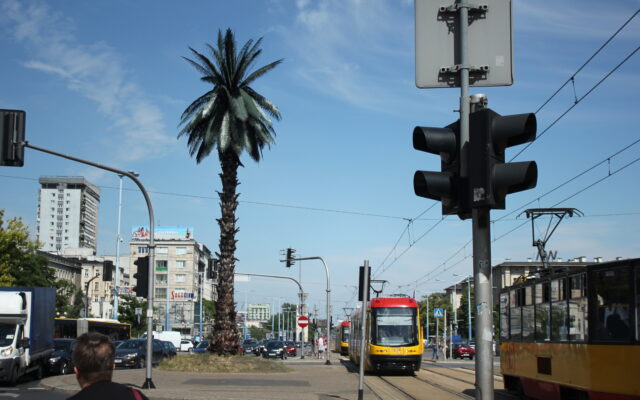 Palma Warszawa (2)