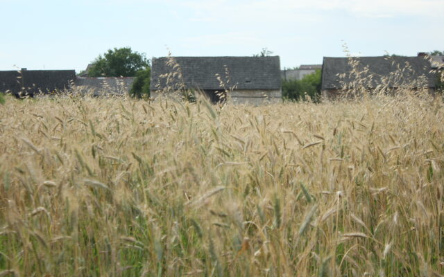 Pole / Fot. Konrad Tomaszewski, Radio Wnet