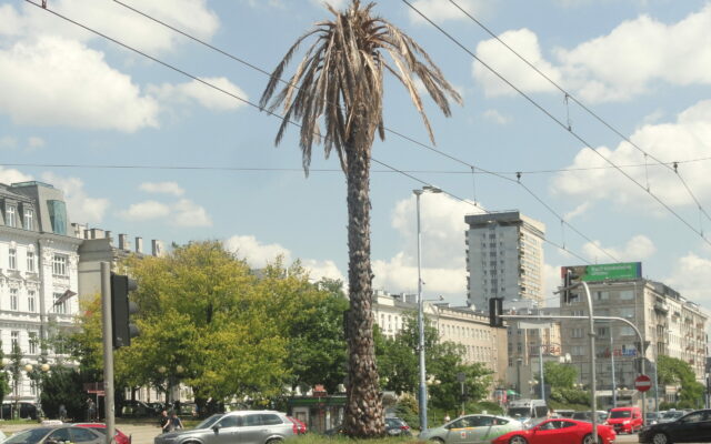 Palma na Rondzie de Gaulle'a /	Fot. Cybularny, Wikipedia