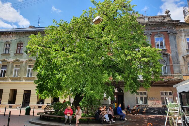 Krzywa lipa w pasażu Krzywa Lipa(dawniej Pasaż Hausnera) we Lwowie, fot.: Wojciech Jankowski.